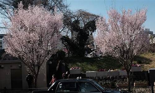 日本樱花服务器大全_永久免费的网站服务器有哪些